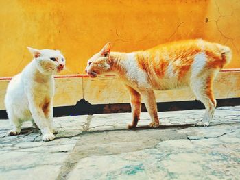 Side view of two cats on footpath