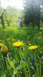 Close-up of yellow flower blooming in field