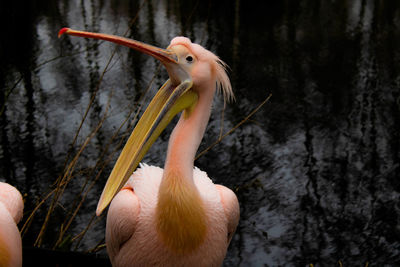 Close-up of bird with long beak outdoors