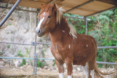 Cute brown-haired pony with white nose and legs japanese farm