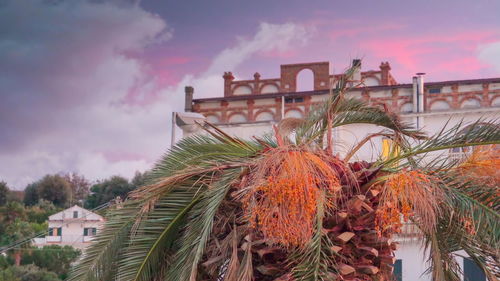 Low angle view of palm tree by building against sky