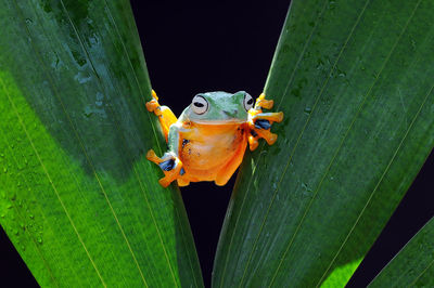 Close-up of frog on leaf