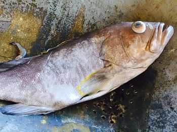 Close-up of fish