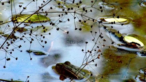 Close-up of birds in water