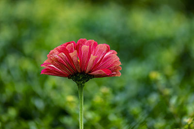 Close-up of pink flower