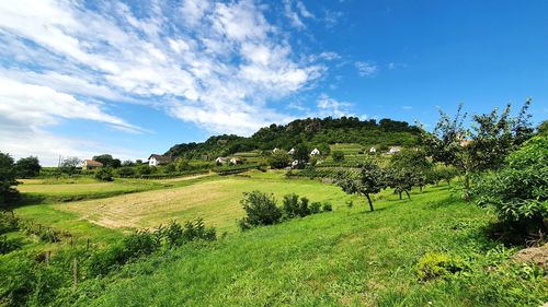 Scenic view of agricultural field against sky