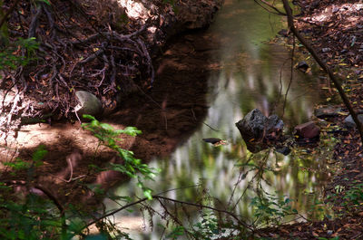 Ducks in forest