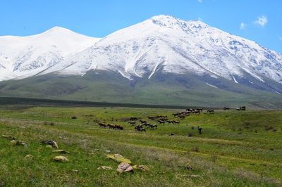 View of sheep on grassy field against sky