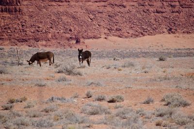 Horses in a desert