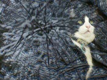 Close-up of cat in water