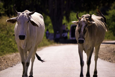 Two cows with horns walking on a street of rajasthan, india