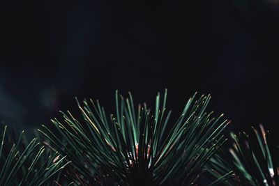 Close-up of plant against black background