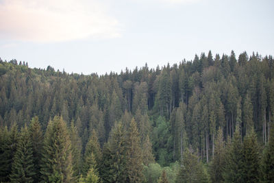 Trees in forest against sky