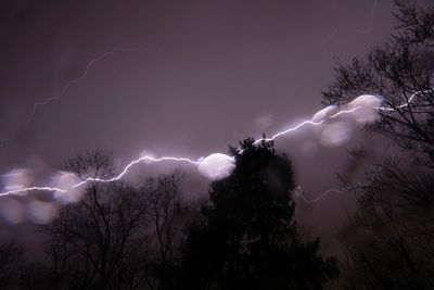 Low angle view of trees against sky at night