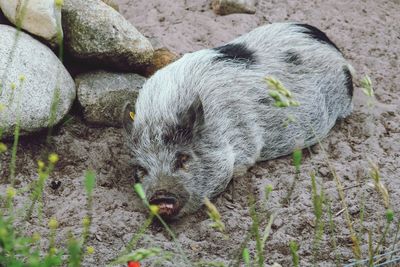 High angle view of pig on rock