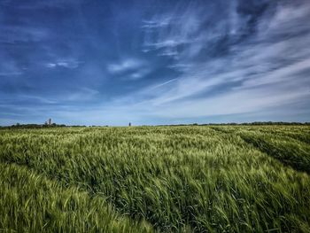 Scenic view of agricultural field against sky