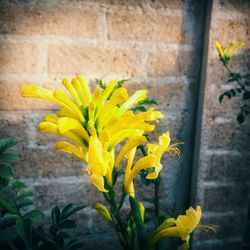 Close-up of yellow flower