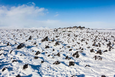 Flock of birds on snow covered landscape against blue sky