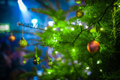Close-up of christmas tree on plant