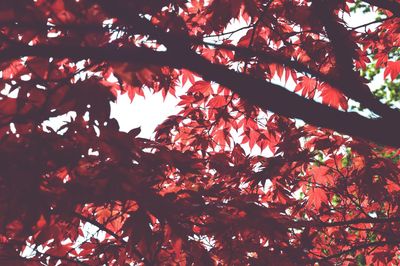 Low angle view of trees