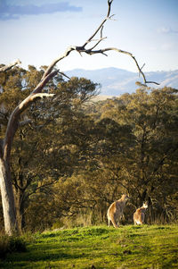 Australian kangaroo's at sunset in the wild