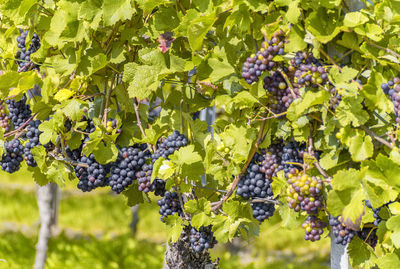 Grapes growing in vineyard