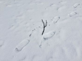 Snow covered trees on field