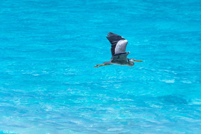 A close-up of a beautiful heron flying over a tropical sea. impressive image for any use.