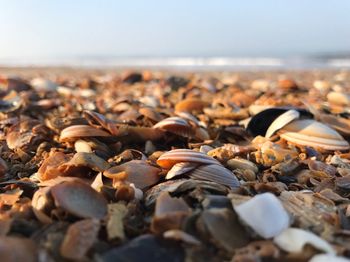 Close-up of pebbles on beach against sky