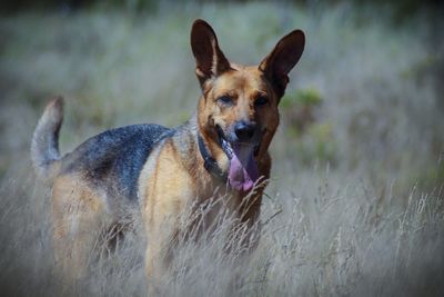 Portrait of dog on field