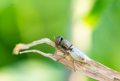 Close-up of insect on plant