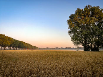 Scenic view of agricultural field against clear sky