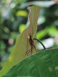 Close-up of insect on leaf