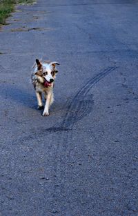 Portrait of dog on road