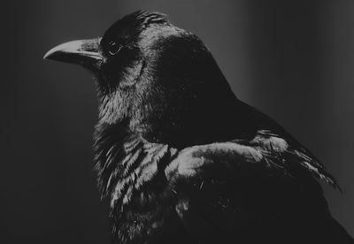 Close-up of a bird over black background