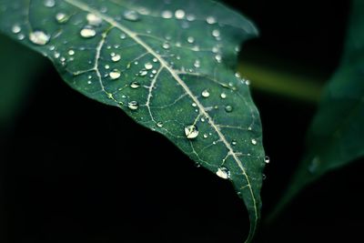 Close-up of raindrops on leaves