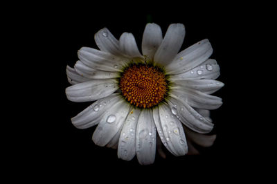Close-up of raindrops on daisy against black background