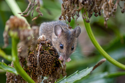 Portrait of mouse