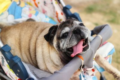 Close-up of a dog resting