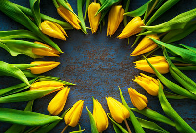 High angle view of yellow flowering plant