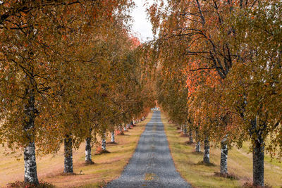 Footpath amidst trees during autumn