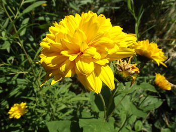 Close-up of yellow flowers blooming outdoors