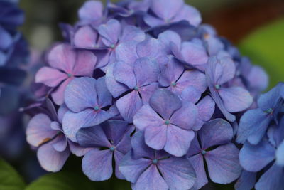 Close-up of purple flowering plant