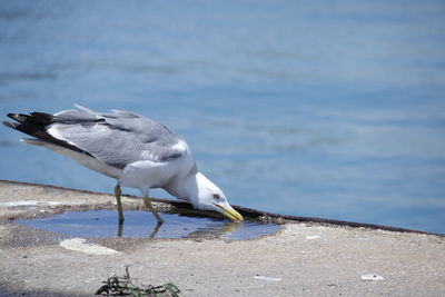 Close-up of bird drinking water by sea