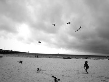 Birds flying over beach