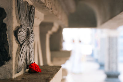 Close-up of red rose on wall