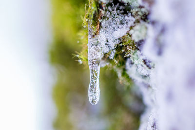 Close-up of frozen plant