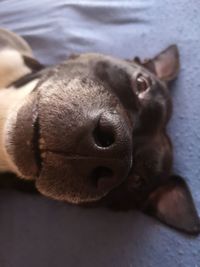 Close-up of a dog sleeping