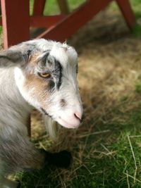 Close-up of a young goat