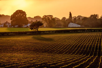 Scenic view of field against sky at sunset